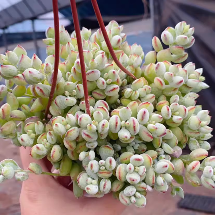 迎虞花苑 带香味多肉多肉带盆多肉植物老桩 达摩福娘 9厘米吊兰盆栽好