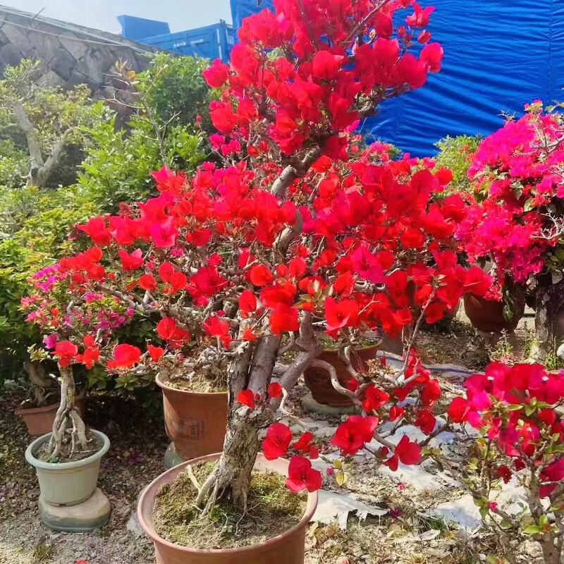 三角梅室内外单重瓣老桩盆景造型桩庭院盆栽花卉四季开花大树桩 中国
