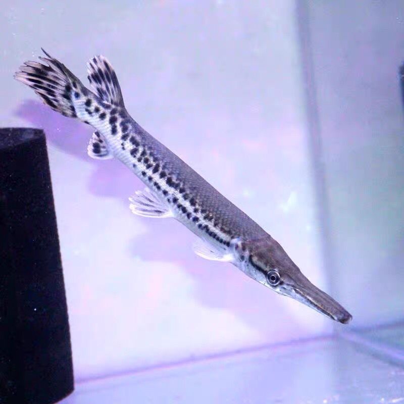 福鳄雀鳝活体长嘴鳄尖嘴鳄火箭大型凶猛热带鱼观赏鱼宠物鱼 福鳄【5-7