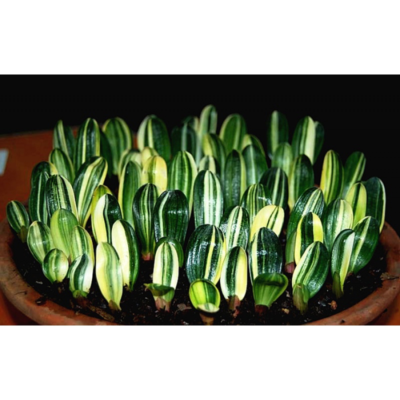 mojy彩兰一叶苗瓷白墨绿鸳鸯五彩金丝福伦一线天 彩兰一叶苗 裸根不