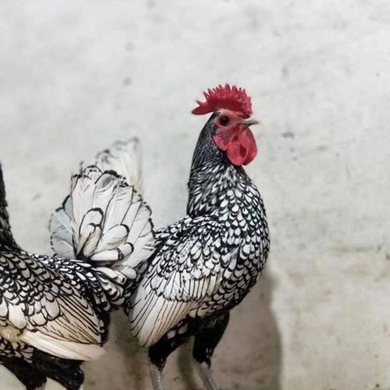 波兰鸡苗种蛋受精蛋波澜鸡包受精率帽子可孵化观赏鸡纯种花纹小鸡