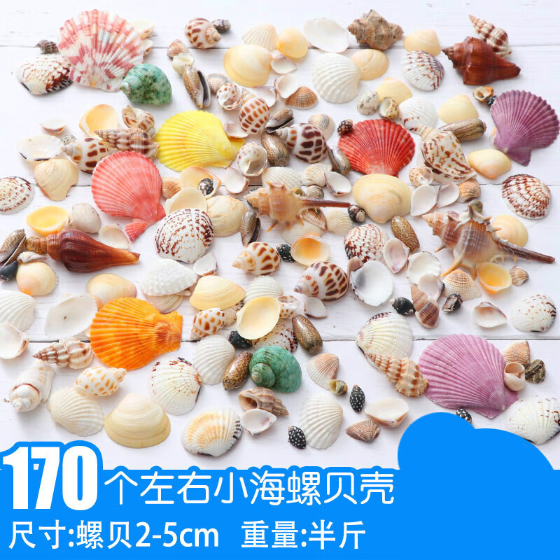 天然k款小贝壳海螺套装