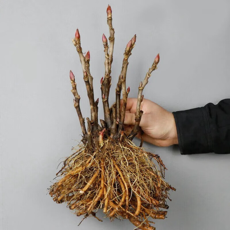 杏花天牡丹花苗牡丹苗牡丹花盆栽室内花卉庭院当年可开花多 牡丹苗7个