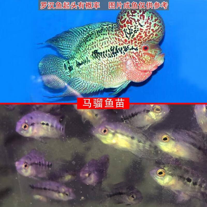 【采缇】 罗汉鱼苗鸿运蛇纹重金属马骝泰金幻彩红马金花红德萨斯活体
