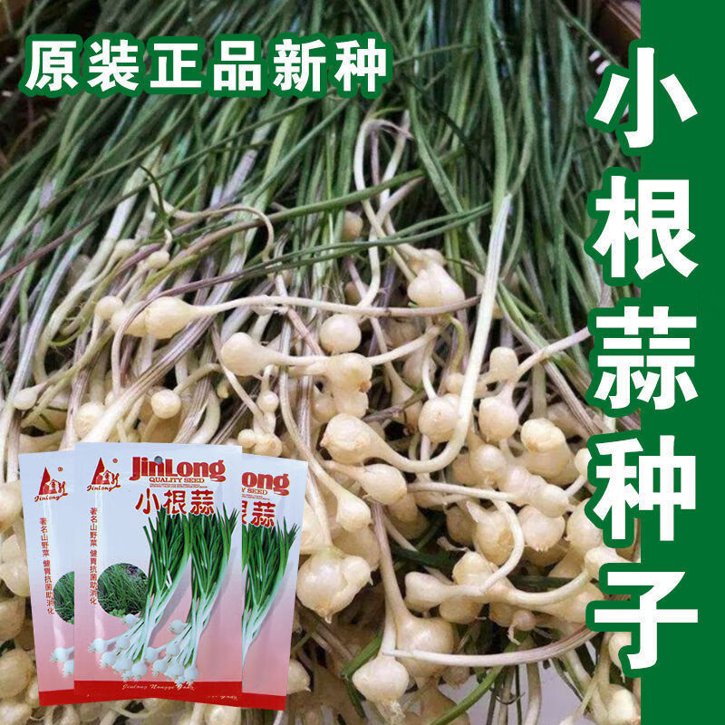 小根蒜种子-野蒜小头蒜-四季播耐寒性好阳秋冬季蔬菜种子 野生小根蒜