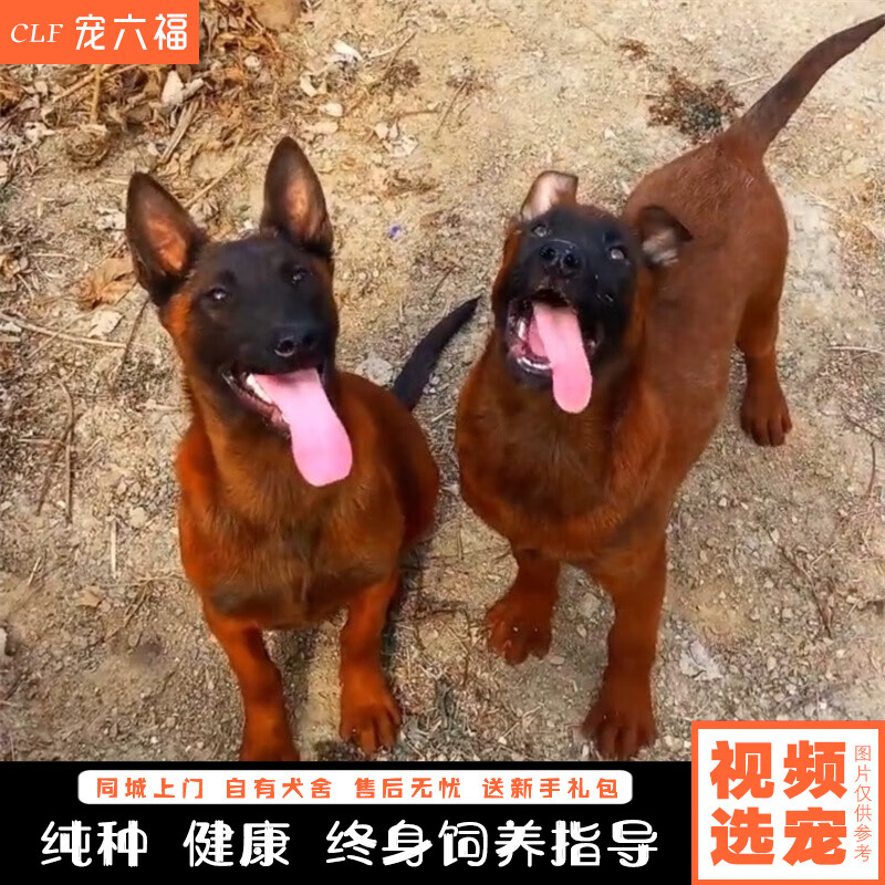宠六福纯种马犬幼崽幼犬宠物狗狗活体小狗活物护卫犬昆明犬爆红马犬
