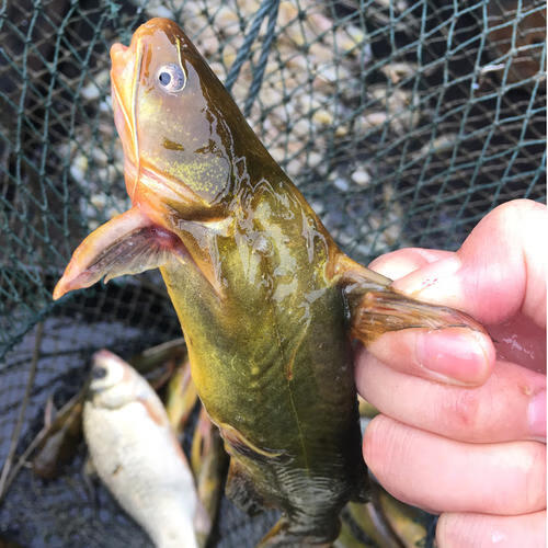鲜水港生态鱼现杀鲜活黄颡鱼黄骨鱼昂刺鱼昂针鱼黄辣丁鱼保鲜盒 原味