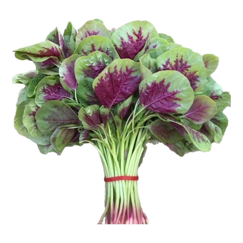 ���������������Ȳ����Ӵ�Ҷ�ļ�����ԲҶ���߲�����̨����Ұ���� һ����Ȳ����� 1��Լ1000��