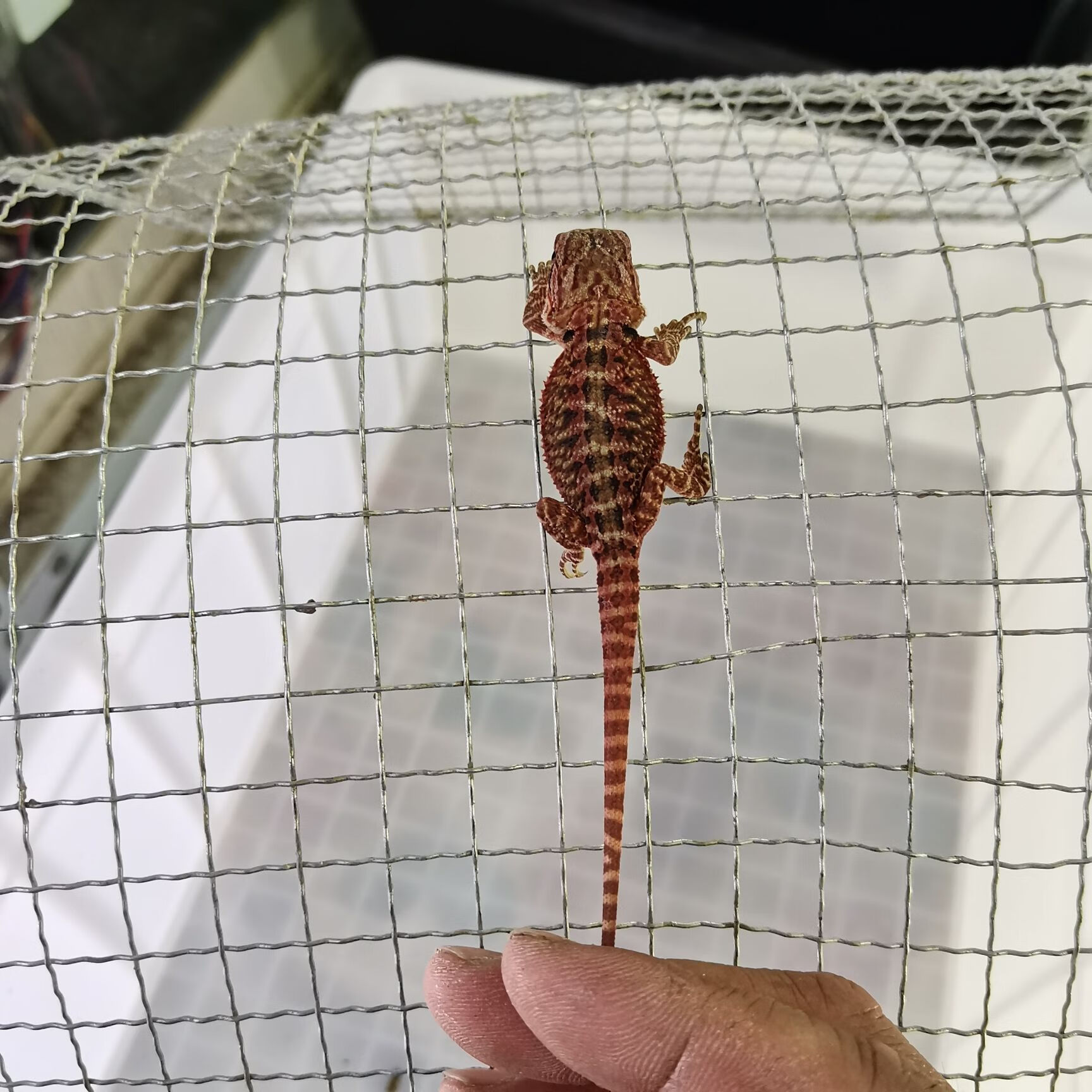 穗桓新店开张,鬃狮蜥蜴精品红系促销,全品,售后三包 精品红系