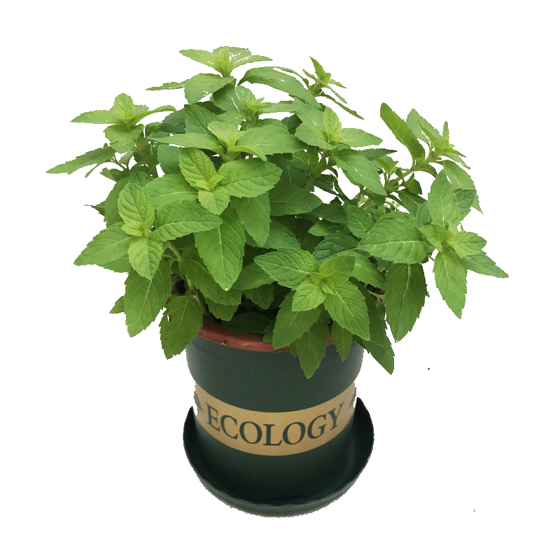 薄荷盆栽新鲜薄荷叶罗勒九层塔柠檬薄荷苗阳台庭院香草植物 芸香草