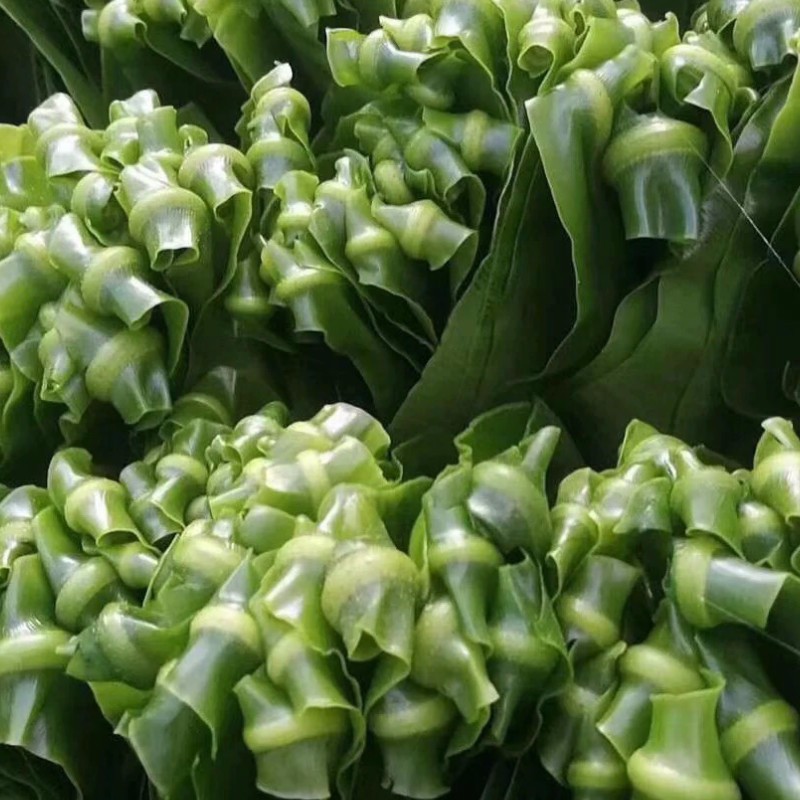 【顺丰冷链-现货】1-10斤装  新鲜台湾现摘山苏叶酒店特色菜山苏菜