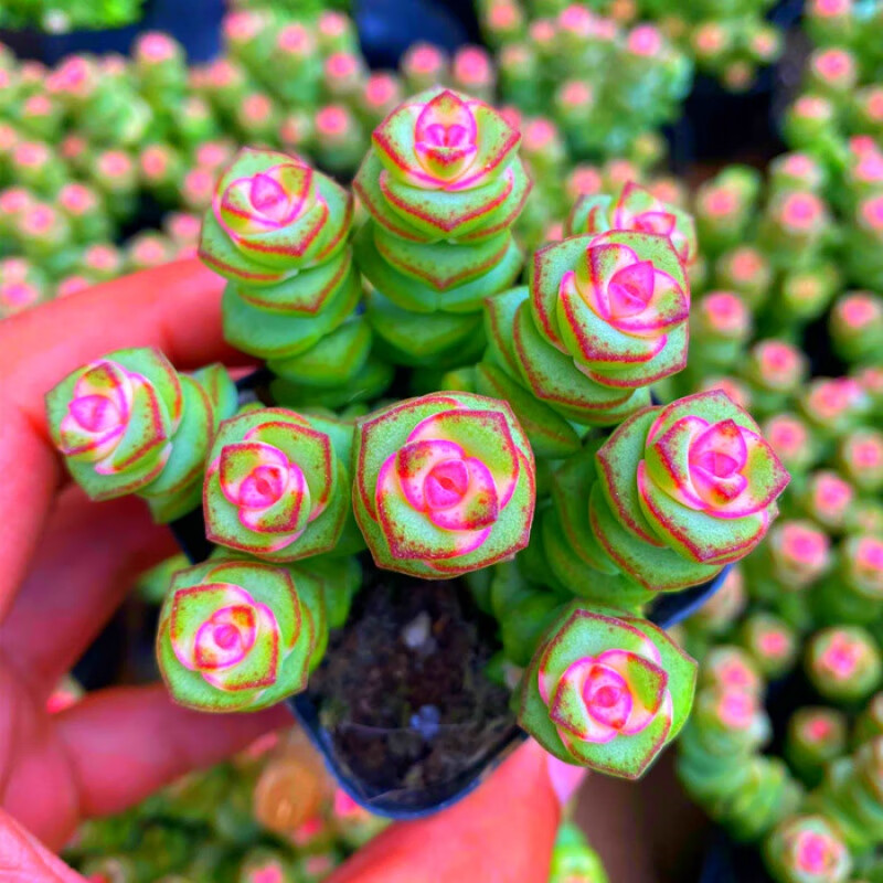 彩色多肉植物钱串锦多肉植物开花花卉绿植大颗好养精品钱串子肉肉小
