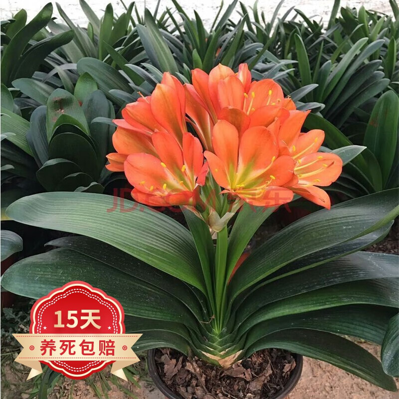 欧悟【含盆含土】君子兰花苗盆栽室内客厅绿植花卉 当年开花植物盆景