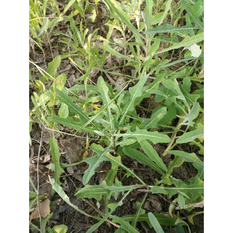 灌南苦菜 苦菜茶野生紫花苦菜灌南干树荣苦菜茶苦菜苦芯新鲜