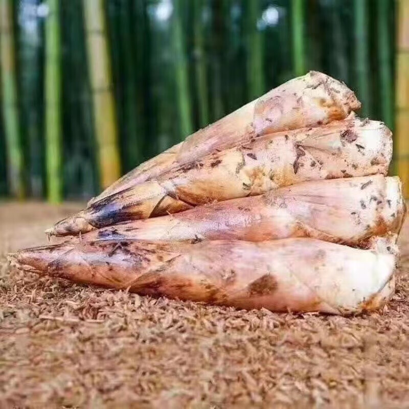 松林美果现挖现发四川蒲江明月村雷竹笋春笋加冰袋保鲜 净重4.5斤装（单根100g起）