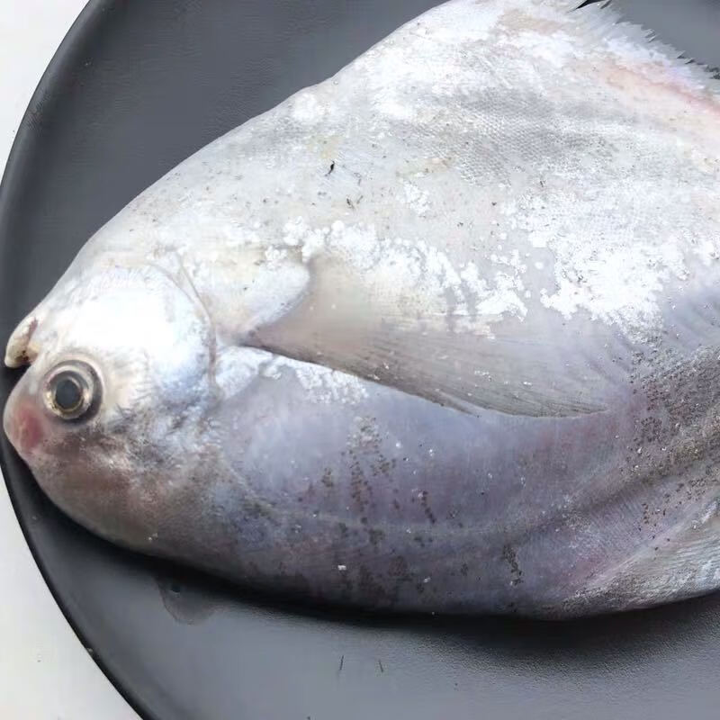 丹昕新鲜冷冻东海银鲳鱼 白鲳鱼 新鲜冷冻食品海鲜过年大礼 6两-7两/1