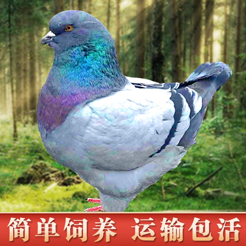 迪士农庄园 dsnzy元宝鸽子元宝鸽特大观赏鸽子蛋巨型肉鸽子活体一对