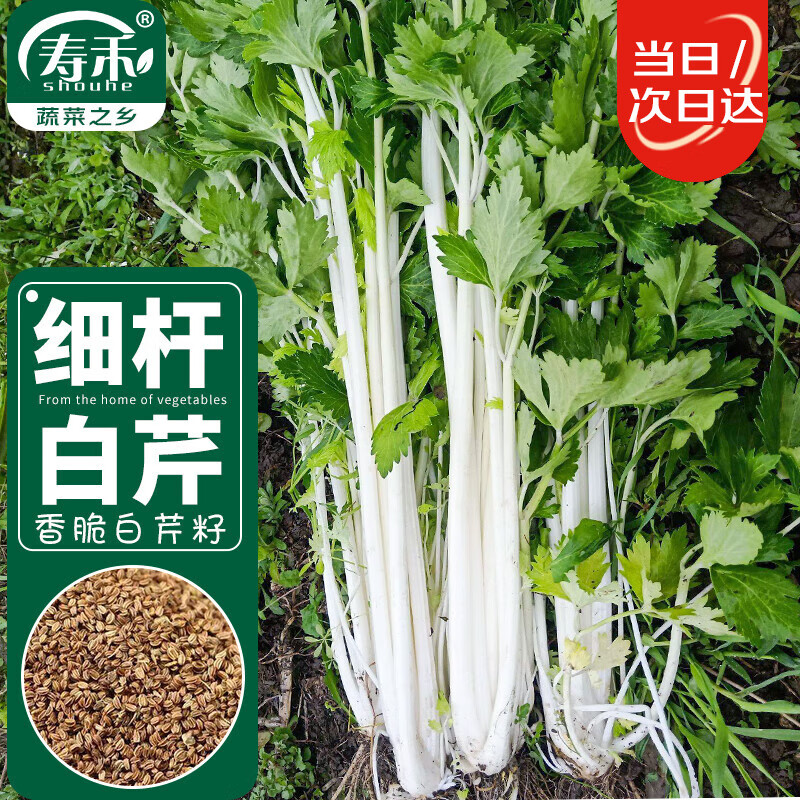 寿禾 白芹菜种子细杆实心蔬菜种籽 潍育系列细秆白芹菜种子10g