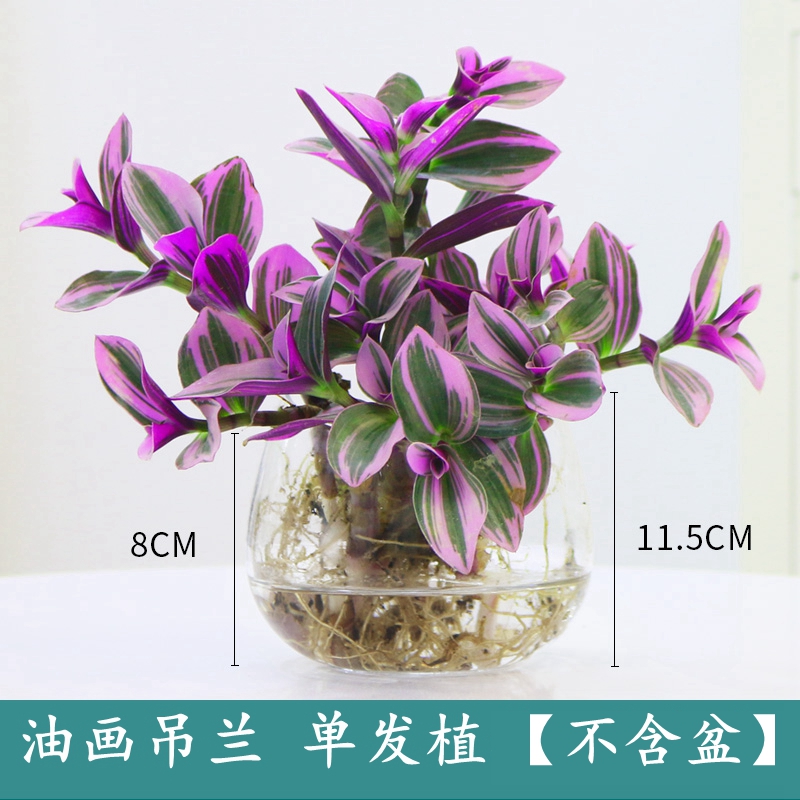 油画婚礼吊兰盆栽水培植物室内办公室桌面绿植花卉紫露兰四季好养
