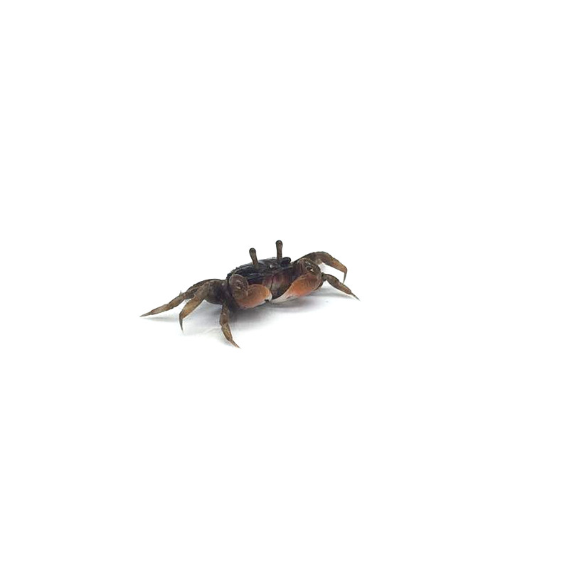 宠物相手蟹活体螃蟹迷你辣椒蟹寄居蟹勾手观赏蟹河蟹冷淡水养动物