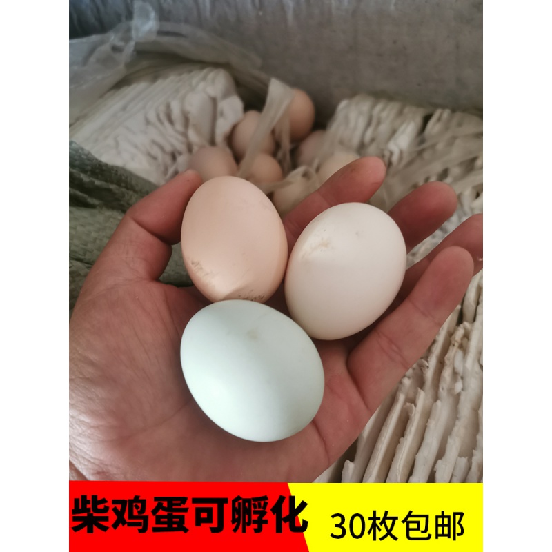 瑾伦新鲜柴鸡蛋可孵化受精种蛋批散养外高产土鸡可