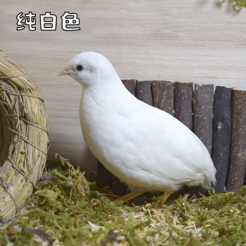 宠物芦丁鸡活体白色原色活鸡芦丁鸡苗迷你鸡袖珍鸡饲养 白色(1公1母)