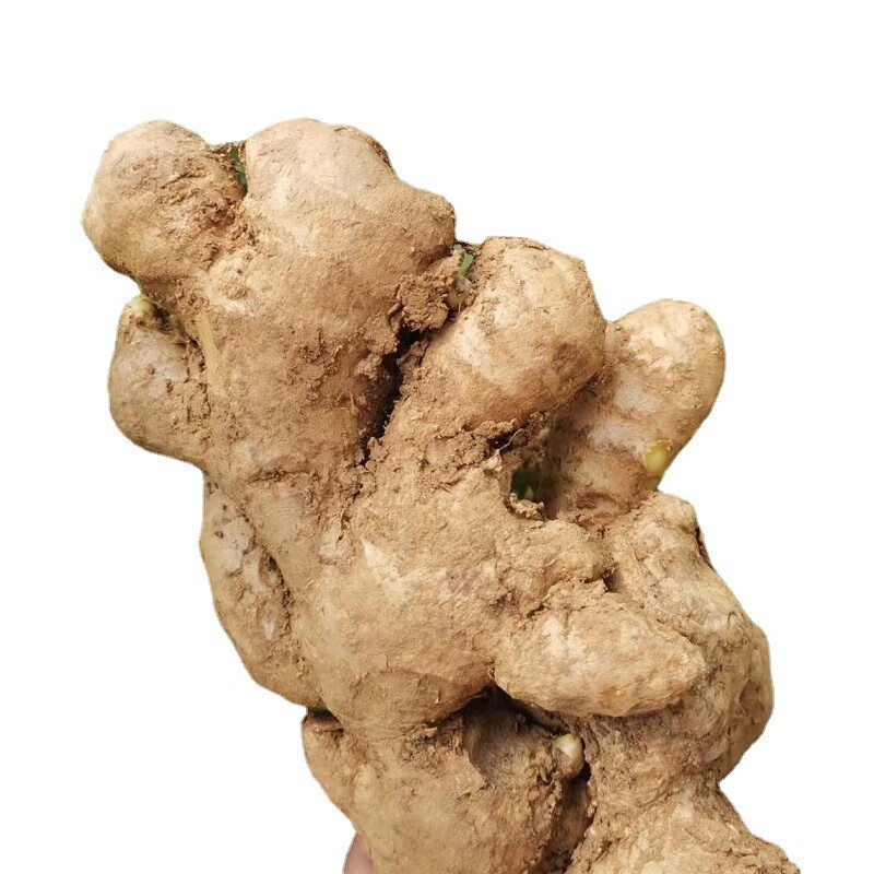 焦作博爱土姜500克清化生姜姜糖膏原料期城老姜怀庆姜新鲜月子姜 实惠装 3斤