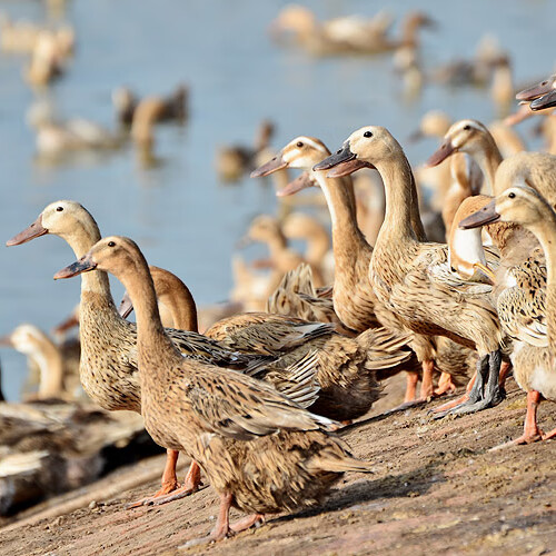 麦基乐小鸭子活苗金锭鸭苗大种青头鸭肉鸭苗蛋鸭苗活物麻鸭苗 蛋鸭苗