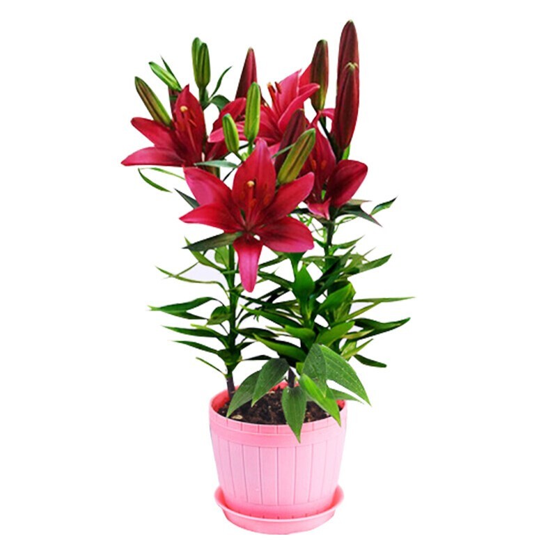 带芽香水百合种球 四季花卉好养易活盆栽室内浓香 红色百合 花瓣盆 土
