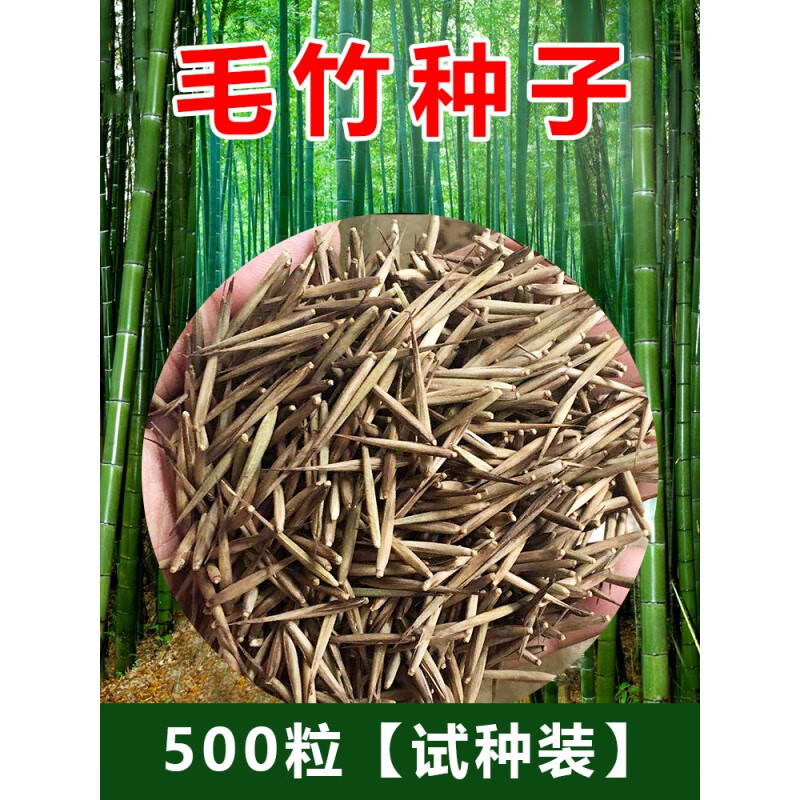 庭院紫竹耐热耐寒南北方大型巨龙竹毛竹种籽 毛竹种子100粒 肥料2包