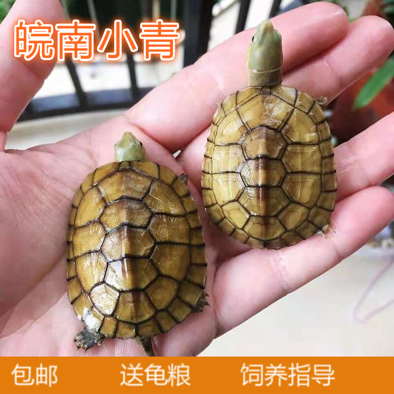 正宗皖南小青半水龟苗乌龟活物观赏龟青头龟小青龟 5-6厘米 单身1只