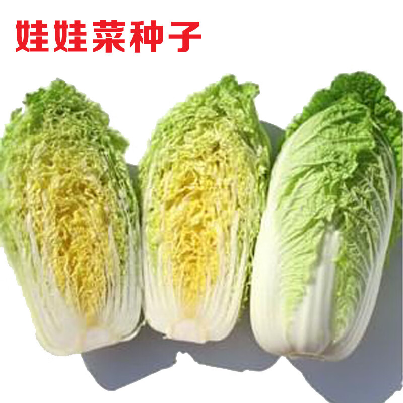 冠四季娃娃菜种子黄心早熟黄芯小型白菜秋四季播冬蔬菜秋菜园庭院大田