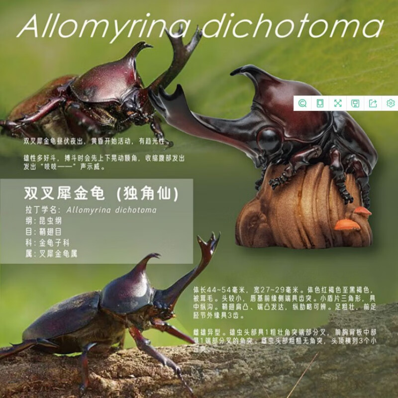 动物星球心宽体胖系列第7弹虫虫系列01昆虫 独角仙