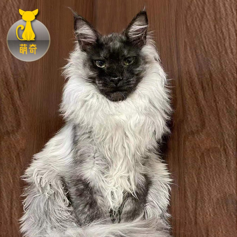祥记萌奇缅因猫幼猫活体银虎斑棕虎斑红虎斑烟灰大型纯挪威森林猫北京猫舍 赛级怎么看?