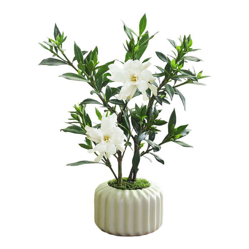 ��ѿ СҶ���ӻ�-�մ�������-�ܰ��� 8.9Ԫ