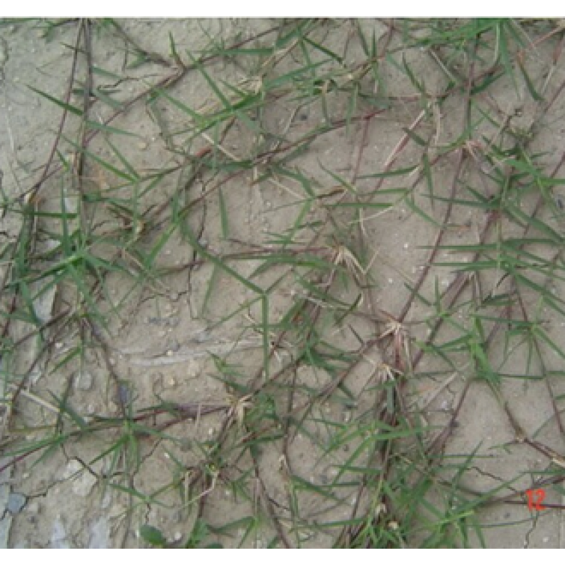 花支蕊巴根草种子 铁线草 蟋蟀草 防水土流失 固土护坡 护坡种子四季青 巴根草一斤