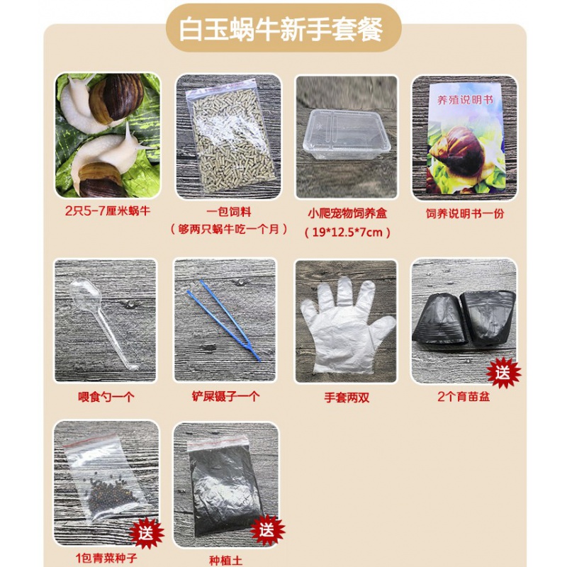 vakada白玉蜗牛宠物套装大蜗牛活体观赏彩色小蜗牛学生科学实验顺丰