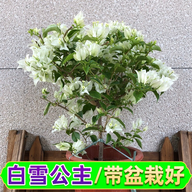 白雪公主【带花发货】 福建基地【含育苗盆土】