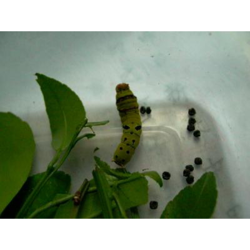 搭啵兔 活蝴蝶幼虫卵蛹养殖昆虫爬虫宠物活体蝴蝶放飞 30只蝴蝶幼虫