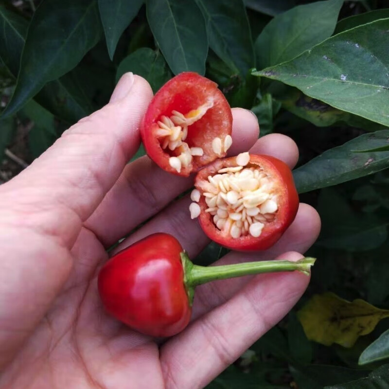 现摘新鲜灯笼椒 新鲜草莓椒 子弹头红辣椒 海椒泡椒剁辣椒 红色中辣 现摘人工精选5斤