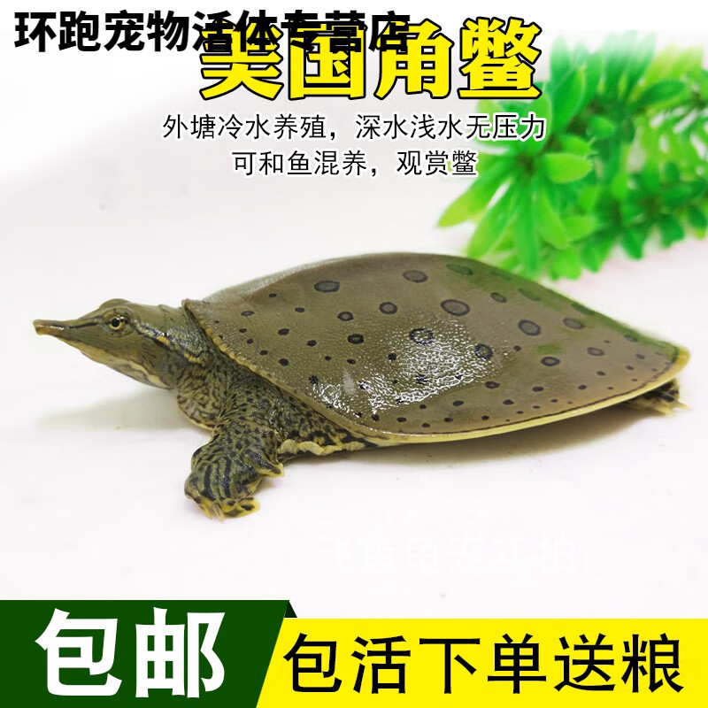 美国深水珍珠鳖小鳖鱼缸混养宠物吃粪龟佛罗里达白化角鳖小甲鱼 3-4