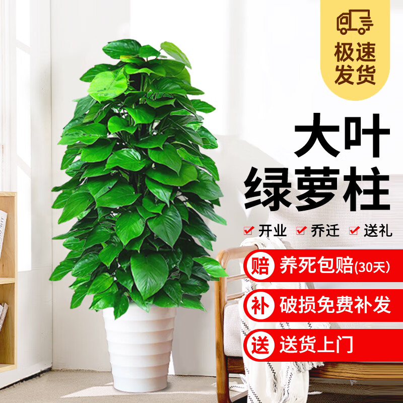 clcey大型绿萝绿箩柱客厅落地盆栽绿植室内办公室家养植物开业乔迁