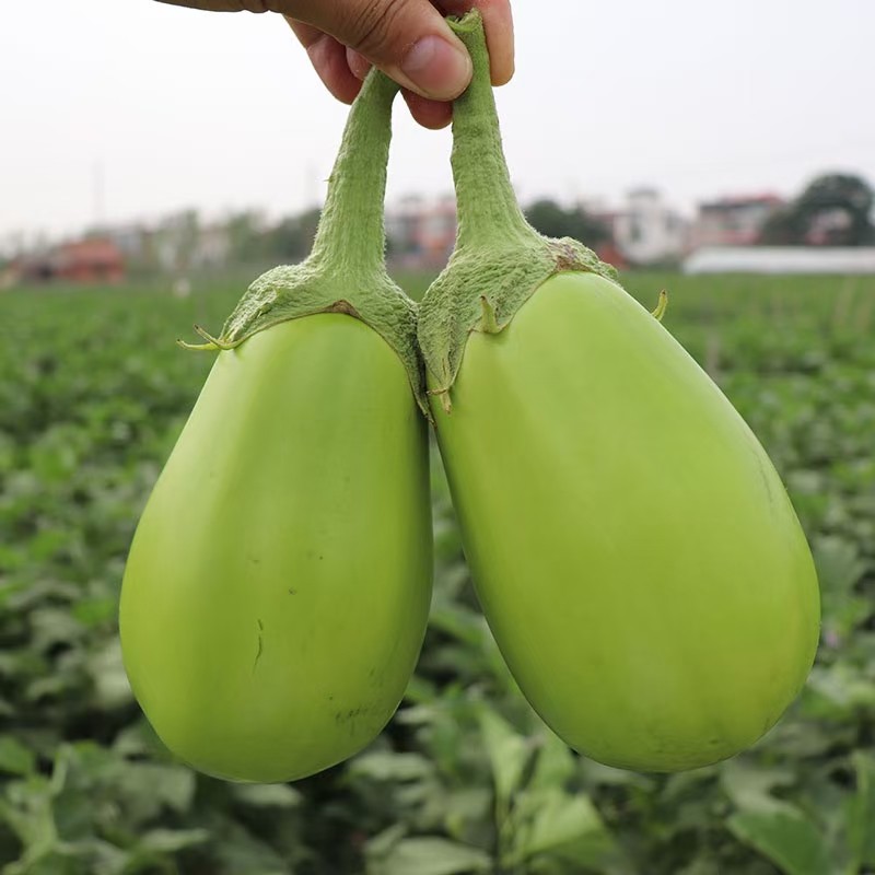 【京鲜配送】东北绿皮茄子特产青茄子绿茄子新鲜蔬菜5   /9斤现摘现发