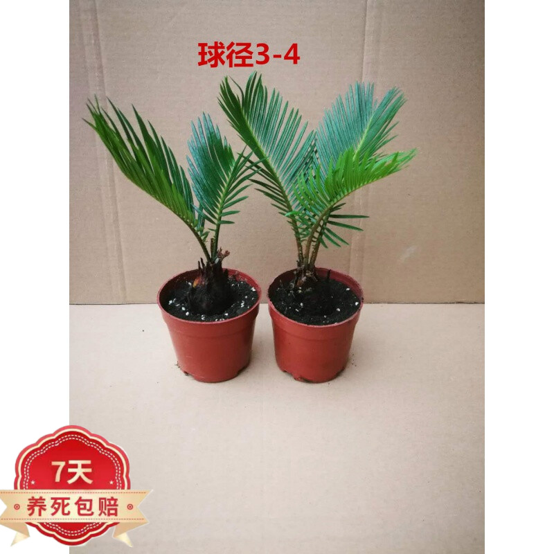 购优汇铁树盆景公母一对 铁树盆景铁树小苗客厅盆栽绿