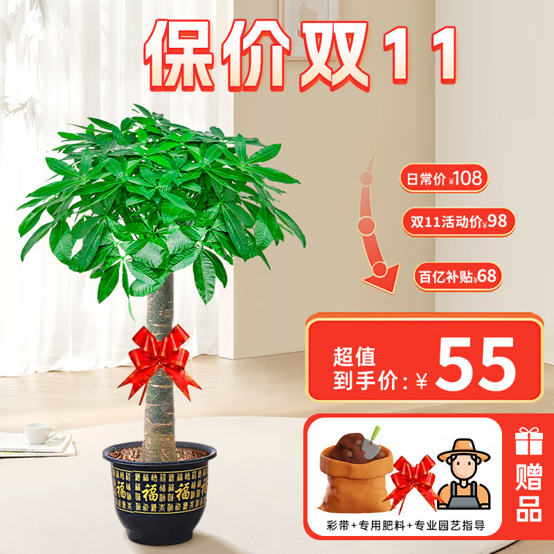 临雅发财树盆栽大型绿植物办公室内客厅落地大盆景摆件招财树乔迁开业 独杆款1.1-1.2米+福字盆+彩带+肥 原生盆怎么看?