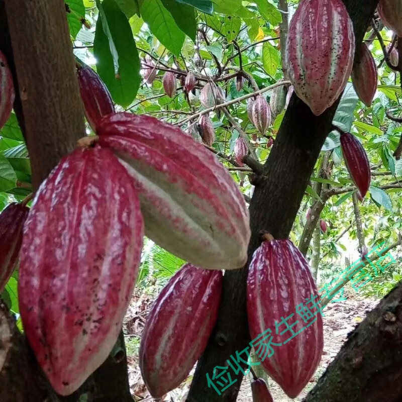 海南热带水果新鲜可可果果实天然水果烘焙原料果园直发 一个新鲜可可果