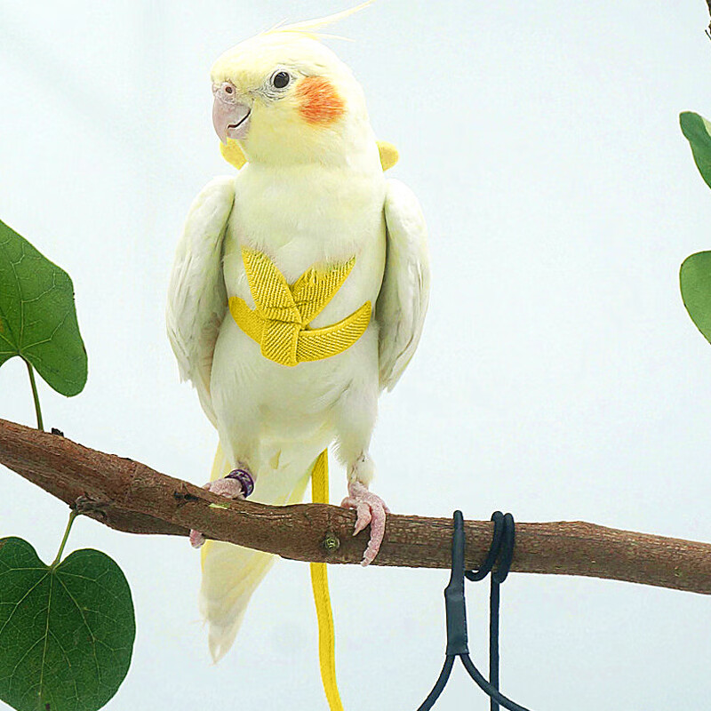 茨格曼 鹦鹉放飞绳 遛鸟绳 玄凤/.小太阳 专用鸟用背带式外出/牵引绳/训练绳/鹦鹉飞行绳怎么样,好用不?