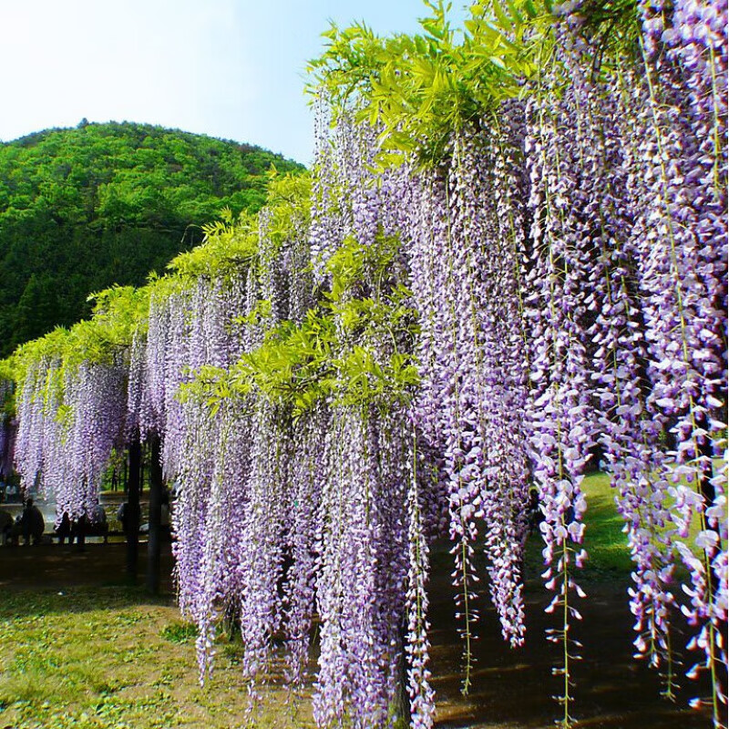 花之然紫树种子爬藤花卉植物紫花种籽室外庭院耐寒四季易活盆栽棚架