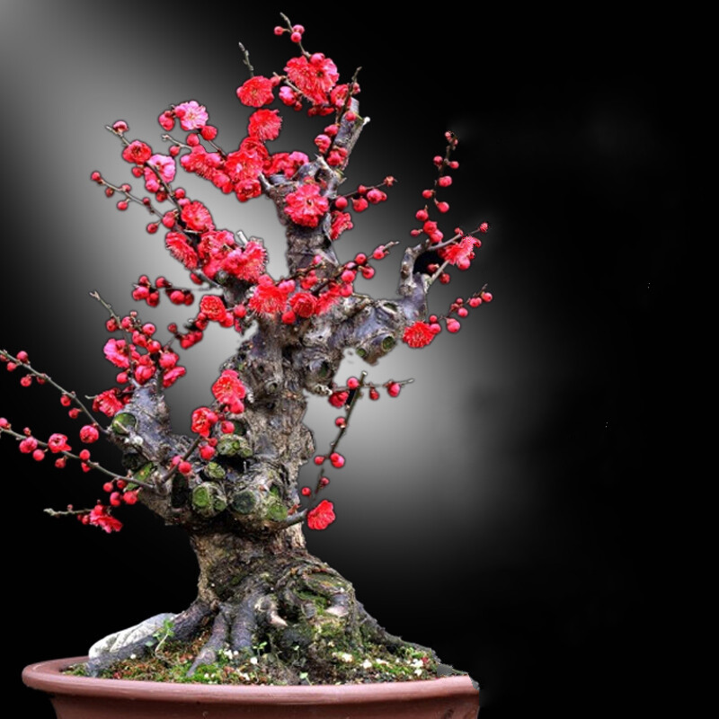 泰西丝 梅花树苗腊梅盆栽室内庭院 花卉绿植绿梅红梅盆景梅花盆栽