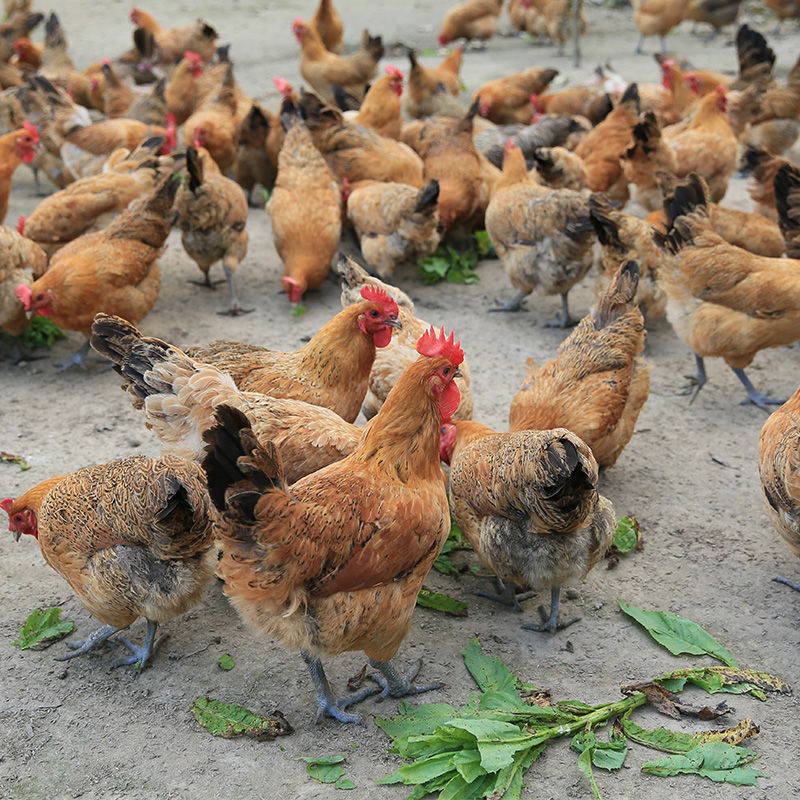 2年老母鸡3-4斤正宗农家散养2-3年老母鸡土鸡月子走地鸡笨鸡 康如四云